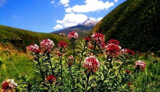 漂亮的花都有毒,这几种花不建议大家养,也不建议大家碰