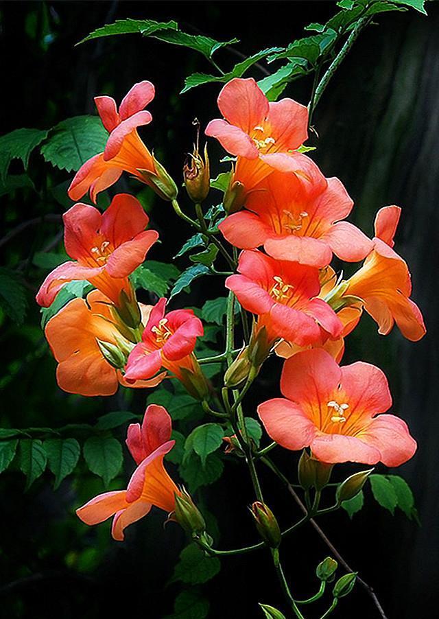 铁线莲|这些“大型花”无论多漂亮,眼馋也别买,没有大院子,买了白扔钱