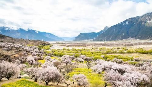 花季播报：正是春花烂漫时，樱花、杜鹃、桃花你独爱哪个？