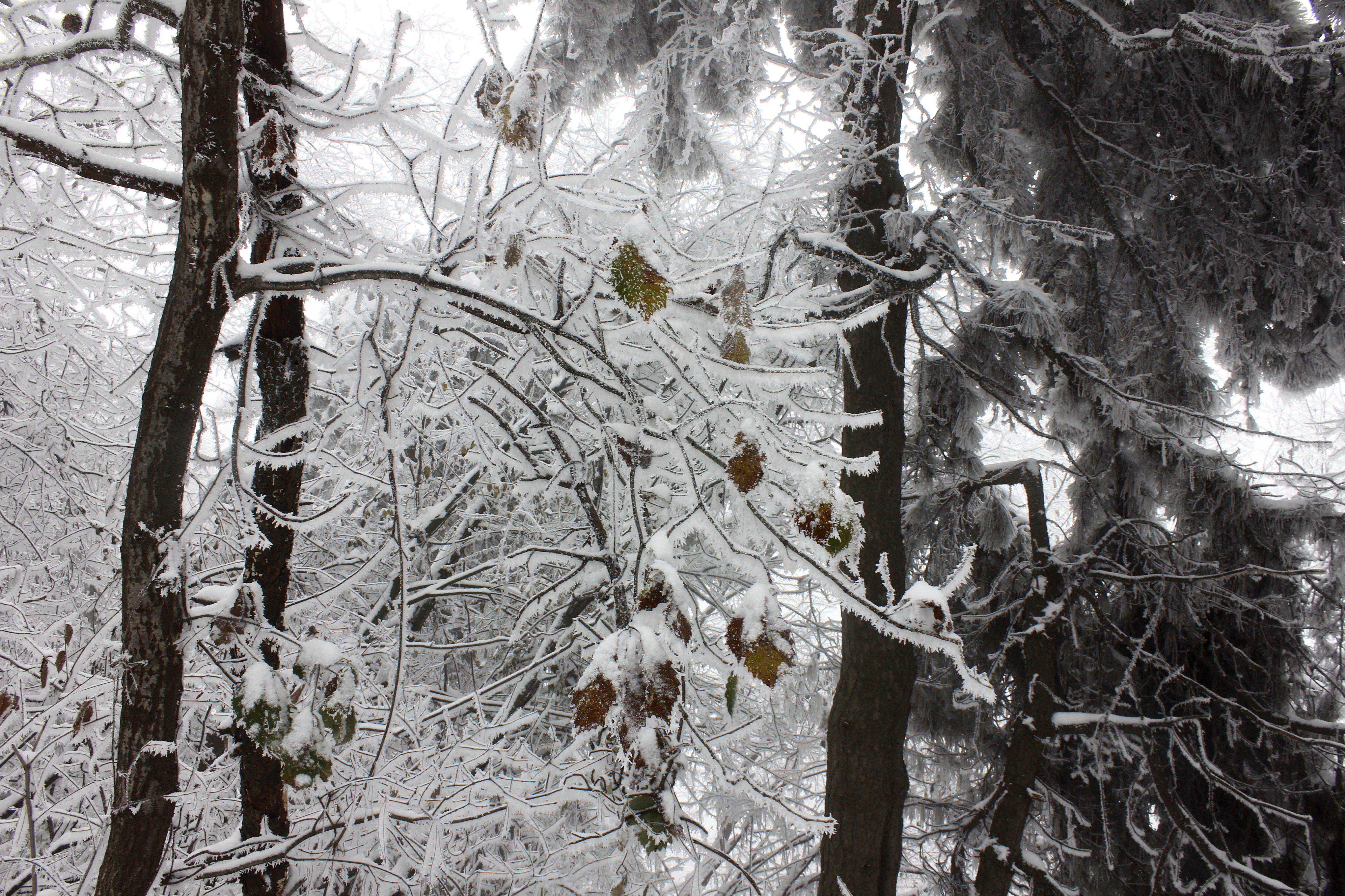 征集|【年末福利征集】雪后南五台幸遇云海