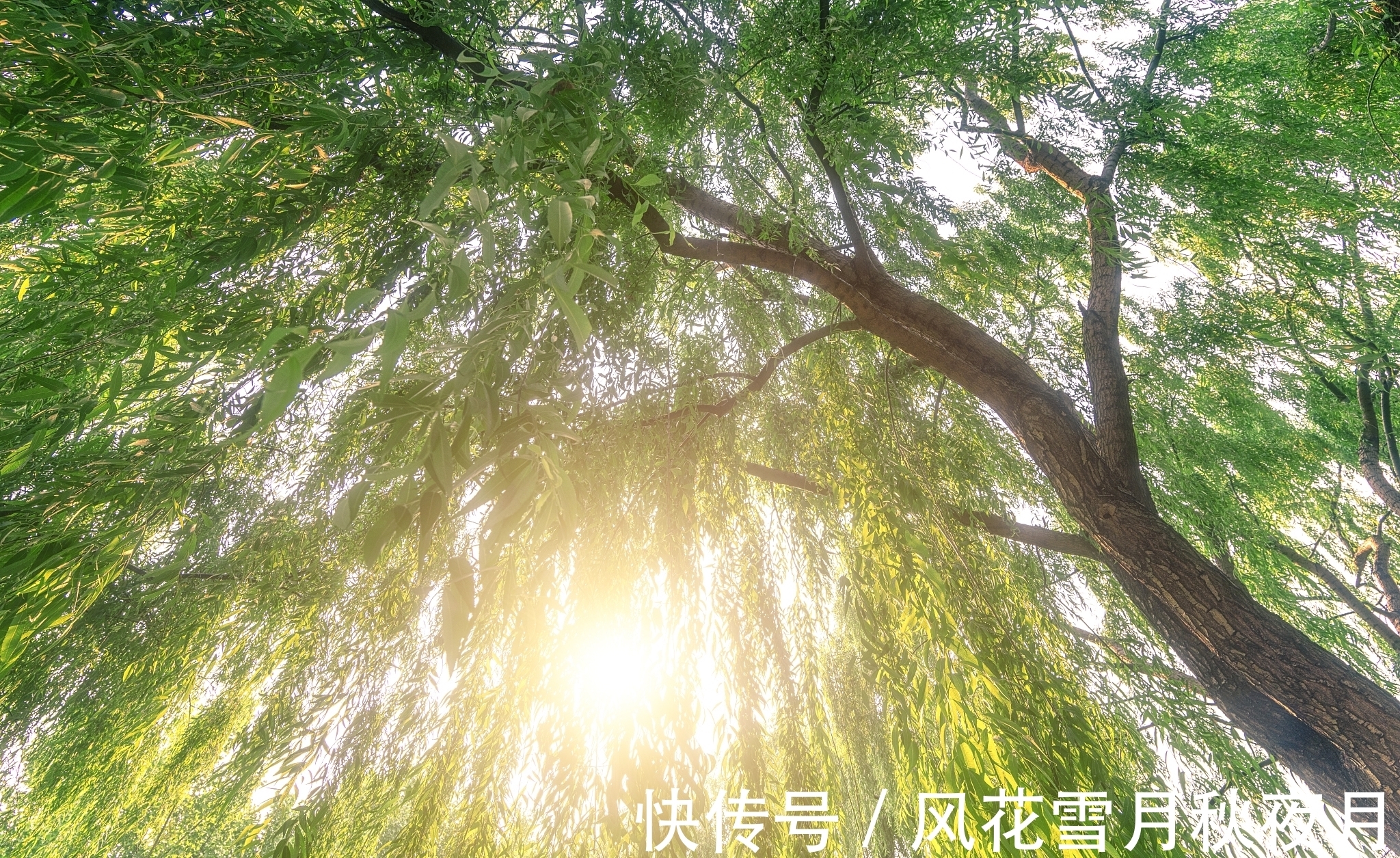 杨柳!成为中国第一绝句,王之涣《凉州词》,因为被人改了两个字?