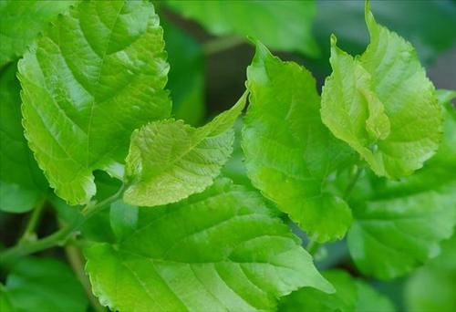 《红楼梦》记载了很多治病良方，曹雪芹为啥单单强调这几种药材好