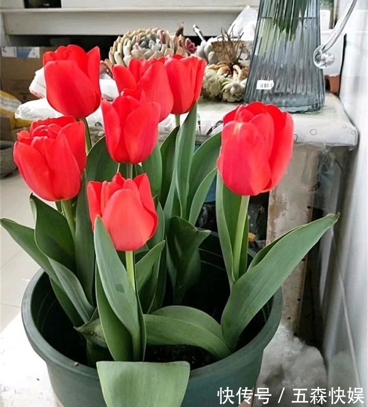 四种不宜养在室内的花,长得好看,却带毒,尽量别养在室内