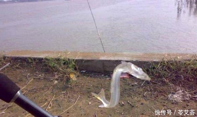 农村小哥在江边野钓，竟钓到“透明”的鱼，不料煮后变色了