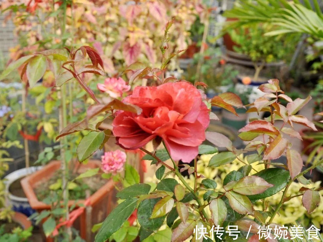 显摆一下我的家丨花开香满院,爱花人在自家庭院建小花园