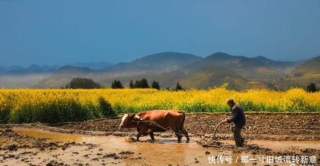 高清美图带你看，2021年汉中最美的油菜花海