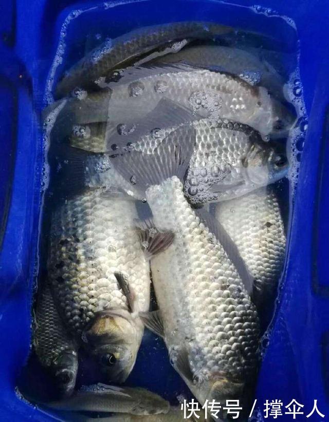 技巧|冬天如何钓好草洞?三个技巧让你渔获倍增---皇禾钓具