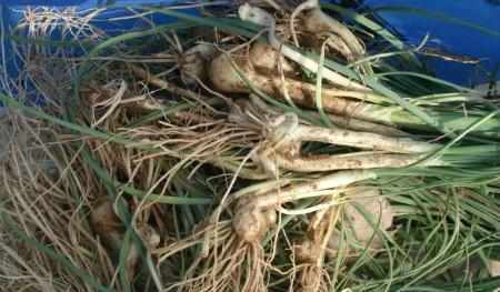 大山珍|農村不起眼的9大山珍，認識4個以上，說明你是真正的農村人！