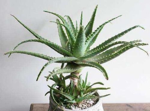 高溫|想要芦荟成老桩？知道这个妙招，叶片厚实肥美，几年就成树