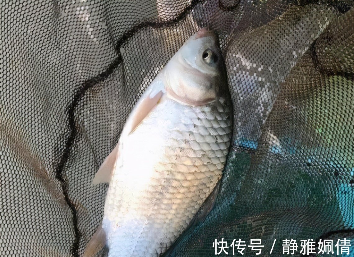 最靠谱的冬季打窝技巧，以及实用窝料自制方法，屡试不爽