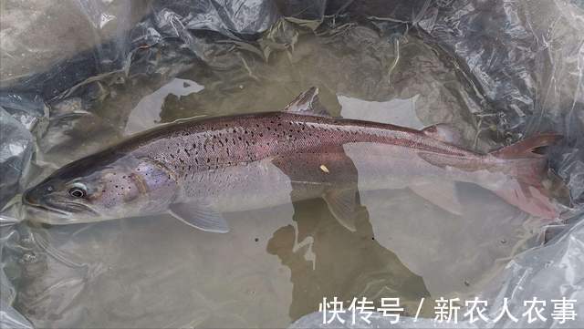 河南一男子冒着严寒夜钓,意外收获9斤大红鱼,到底是哪里来的?