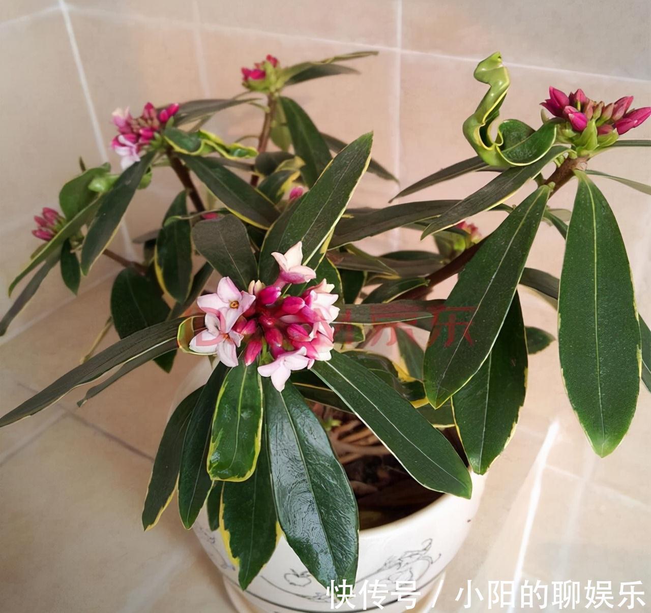 “寿命长”的11种花,好养寓意好,越养越值钱