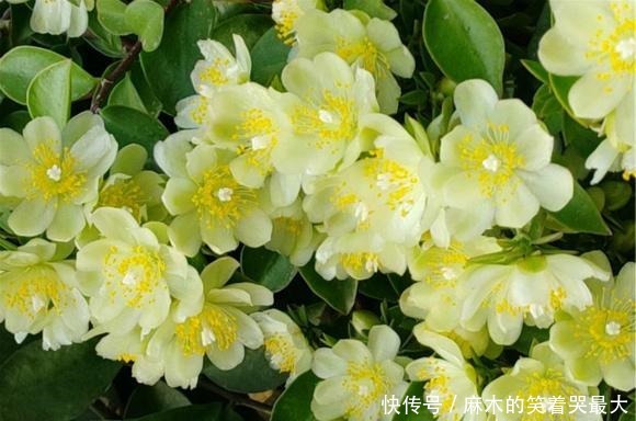 仙人球|开花仙气十足,香气浓烈,遇土就活,还被大家称为“嫁接神木”!