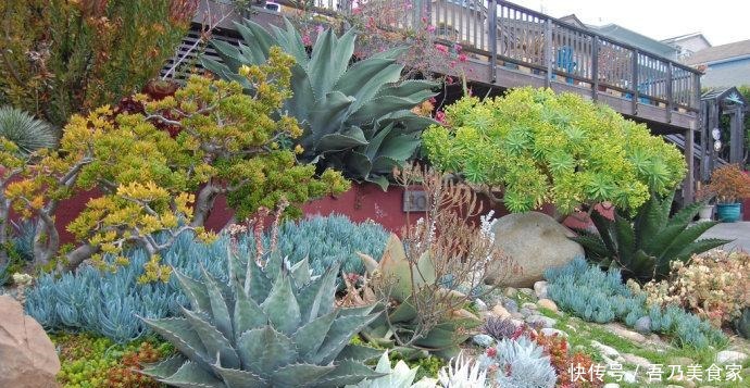 多肉植物度夏经验总结, 让家里的多肉平安过夏天!