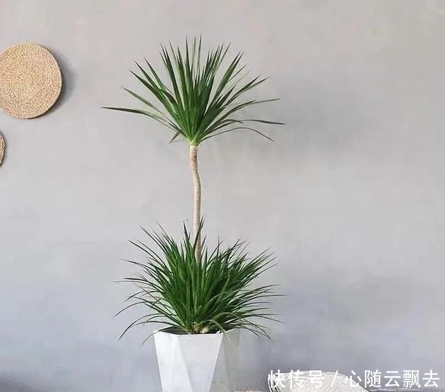 快过年了,6种“招财树”不能少,家里养几棵,招福又招财