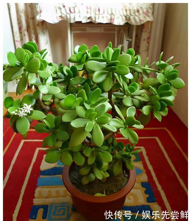 金枝玉叶|堪称死不了的几种花,轻松养成大花树,能够养成传家宝