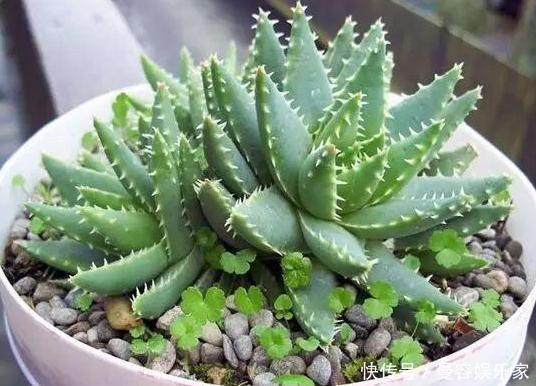 卧室长期放盆栽，失眠的人就选2种，好看又好养，净化效果好