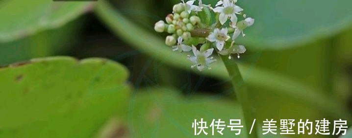 鹅不食草|名字叫“鹅不食草”的植物有哪几种，你知道吗？