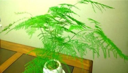 文竹、绿萝、吊兰生长慢吞吞,学我这么养,疯狂蹿个长爆盆
