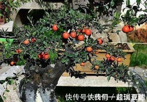 李大爷喜欢上山找树桩,样子奇形怪状也能变身,最后变成大气盆景