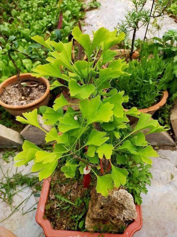 杜鹃花|能活几十年的花,家里养一盆,还能作传家宝