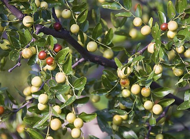 在五台山附近,1种野草较为“独特”,能结出“小红果”,价值高