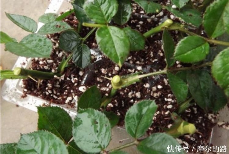 蟹爪兰|秋天扦插5种花,插穗能更快生根,不会出现黑腐,轻松爆满盆