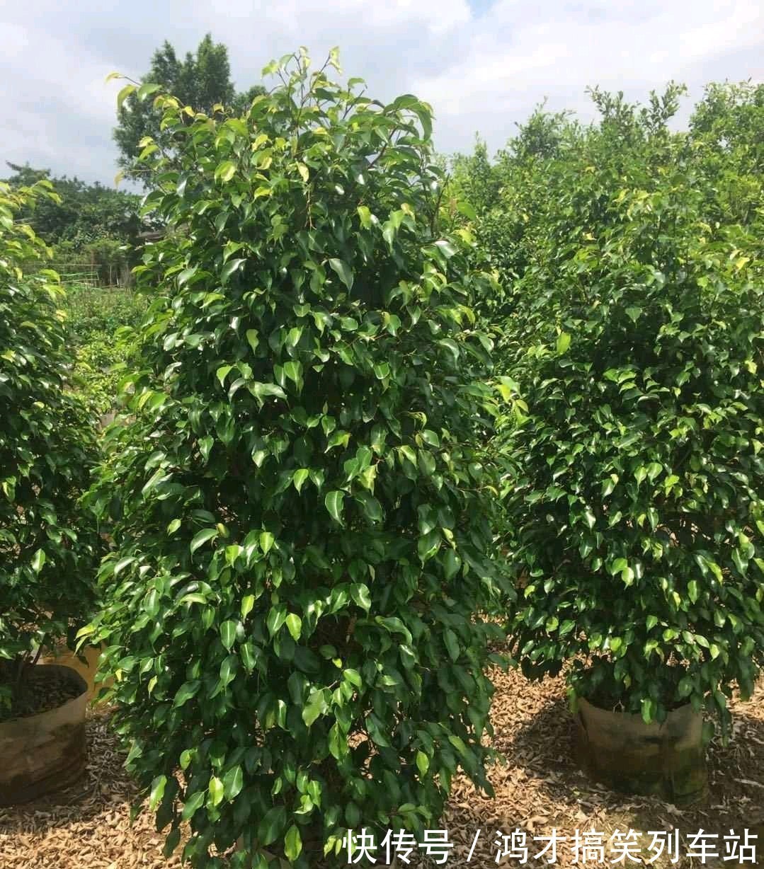 这6种花,是净化空气的小能手,为了健康,家里一定要放一盆