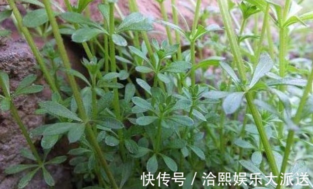 尿路感染|农村的一种野草，人称“血见愁”，是痛经女人的最爱