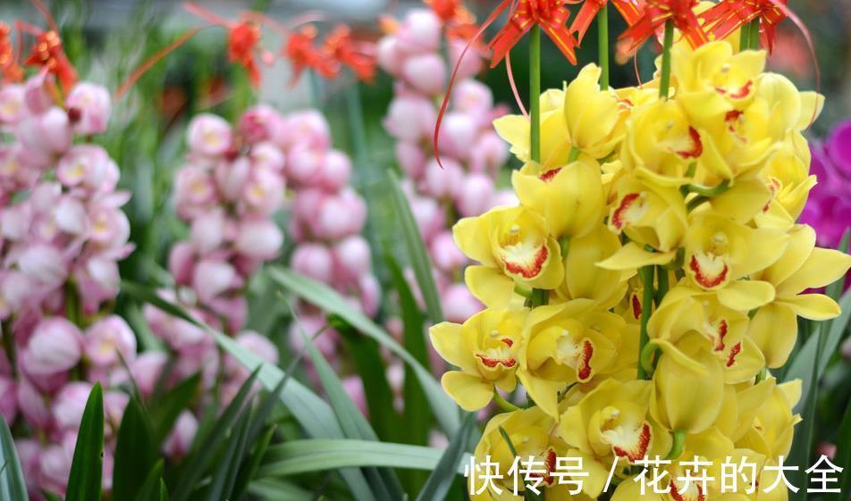 叶片|兰花中最好闻的大花蕙兰