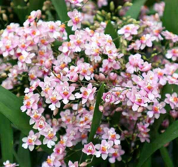 兰花就养“它”，开花真是多，香味还好闻，关键是好养！
