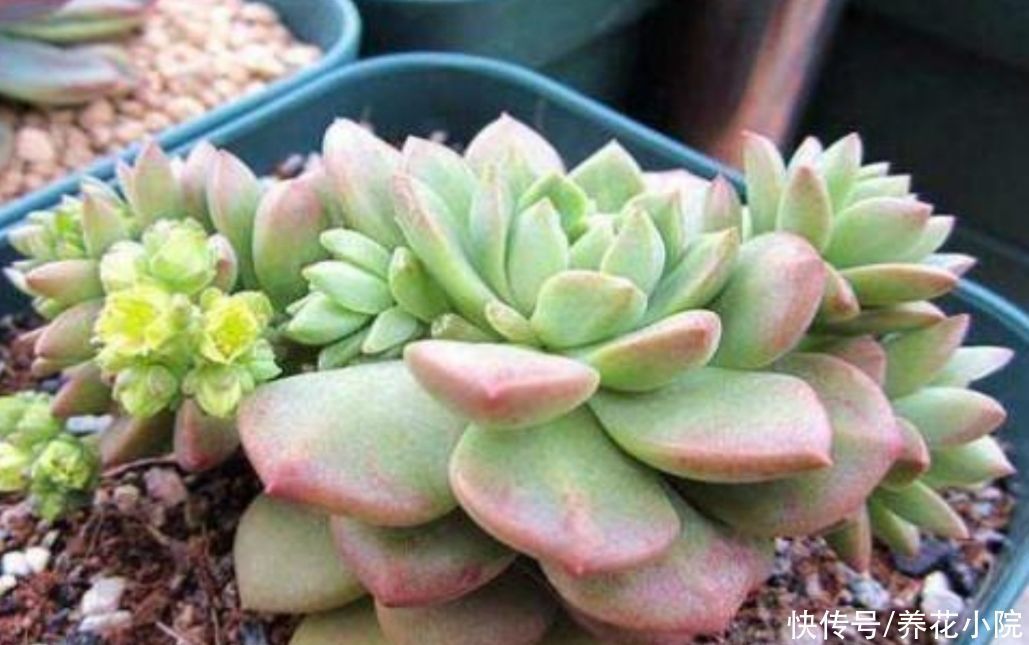 夏天|夏天多肉烂根？主要由三大原因造成，及时调整养护方法