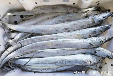 捕捞|市场上这6种鱼放心购买,都是人工捕捞的野生海鱼,营养口感极佳
