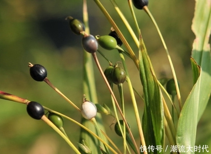 十个女性九个腰痛,此物煮粥吃,腰不疼了,手不麻了,效果好