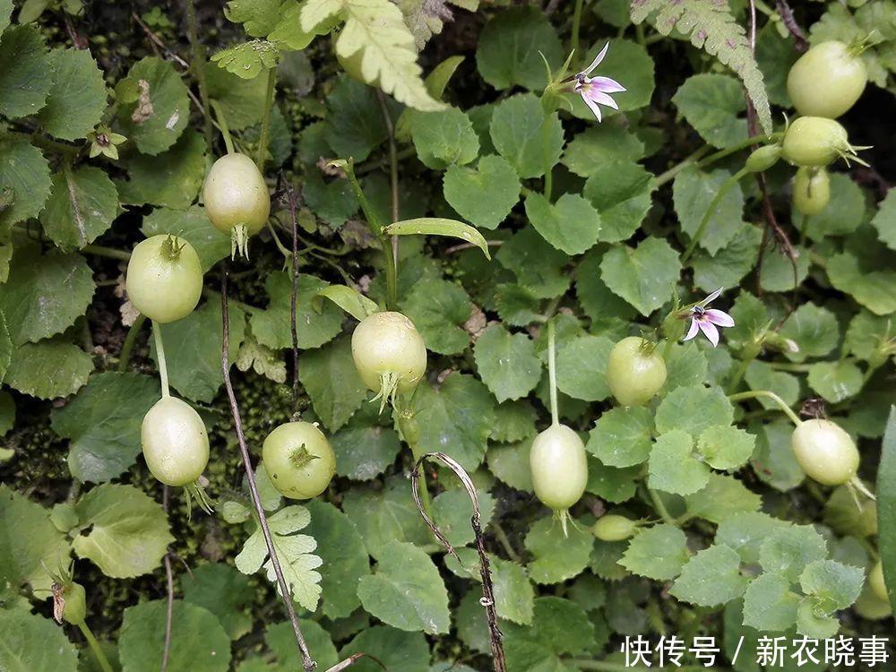 玉带|过去农村娃当零食吃,如今却常被认为有毒,实则价值很高,别浪费