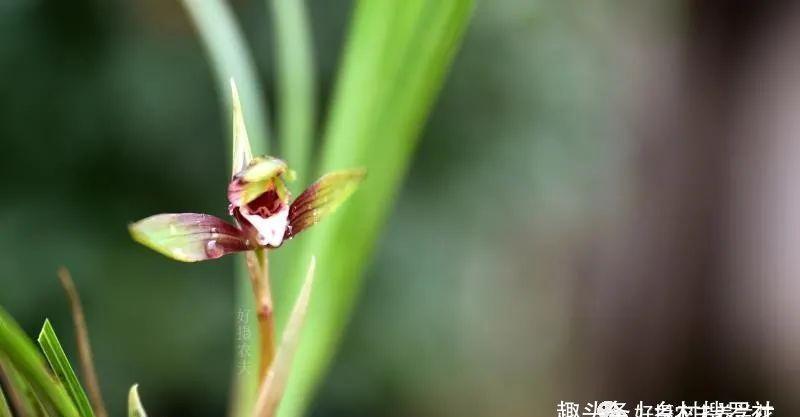 新手种植兰花，最容易犯的6大错，每一条都会影响兰花长势