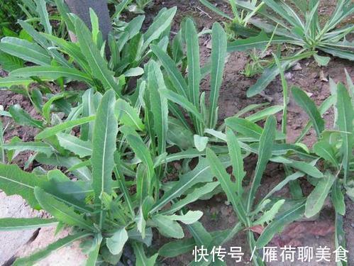 慢性肝病|10味名字带“草”的中药,是治肝病的良将!(涨知识)