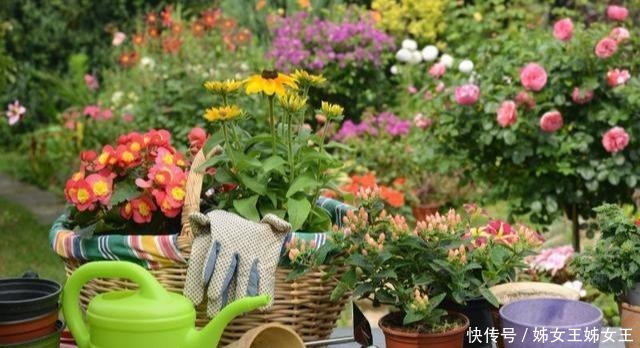 枝繁叶茂|磷酸二氢钾,喷叶子好还是灌根好看一眼就能明白,别弄错了!