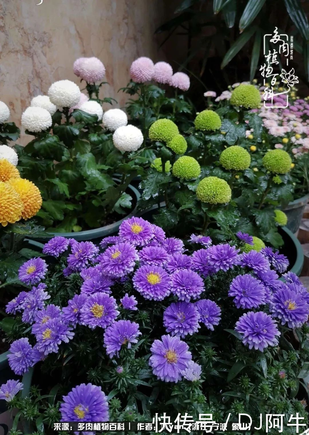 入多肉坑八年,始于初心,一切但求无愧于心