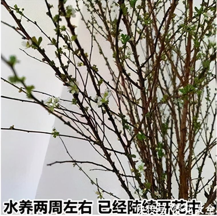 1种花叫“雪柳”,剪几根枝插水里,7天长叶,一个月开花,绝美