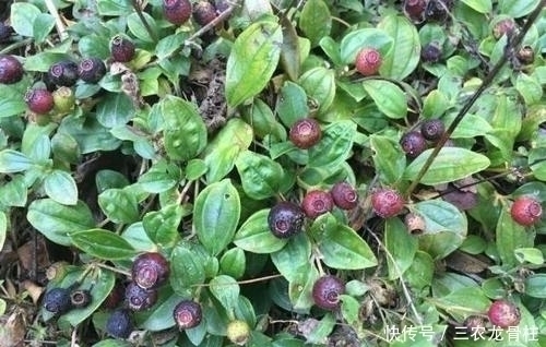 花青甙|农村这野果,被称“天然钙库”,长在矮丛中不好找,8月别错过了
