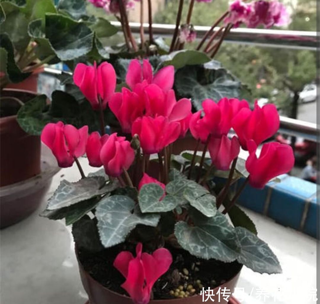 丽格海棠|6种花冬天开，家里养几盆，春节期间开花漂亮又喜庆