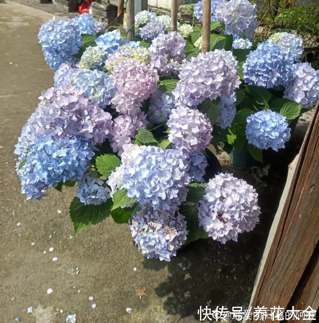 月季|8种花，现在快施肥，秋天开出满树花