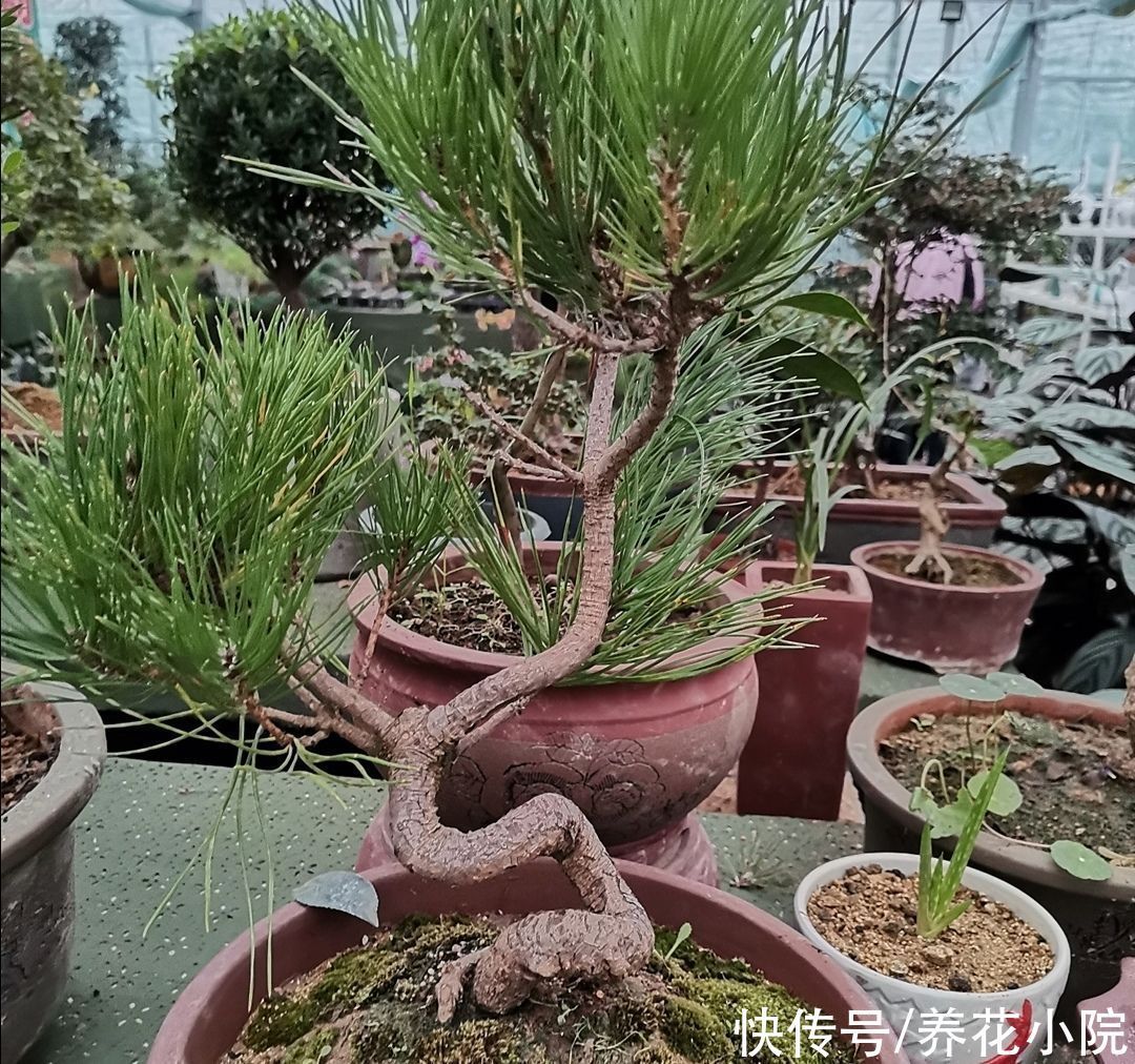 盆景不用买，5种常见的树，做成盆景漂亮又美观