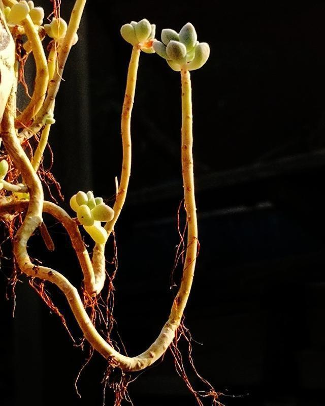 翻倍|徒长的多肉植物是个宝,别嫌弃,用上3个小方法,身价翻倍
