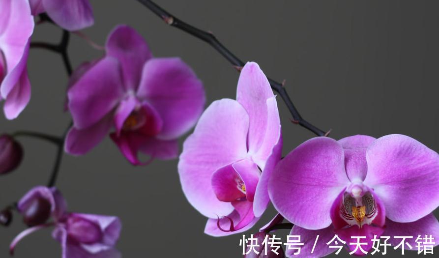 此种花，在南方好养，但在北方却很难养，你家是否也有