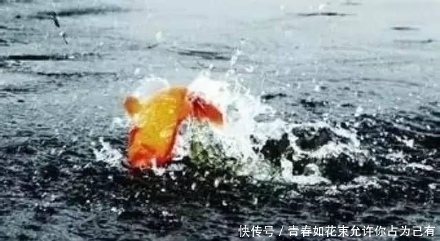 但凡看见鱼在水面频繁跳跃，就赶紧收竿，因为用什么招都不好使