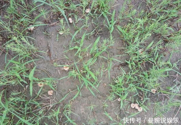 这种野味只有在雨后才会长出,可遇不可求,很多农村人都没吃过