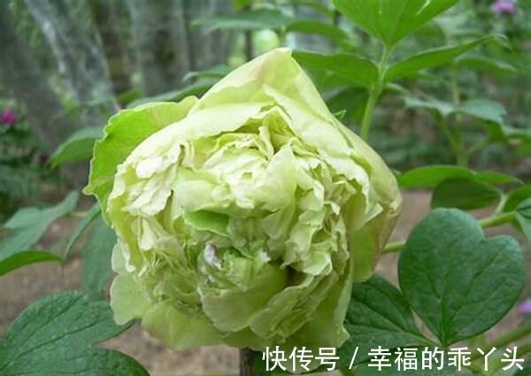 豆绿色的牡丹,清新典雅观赏价值很高