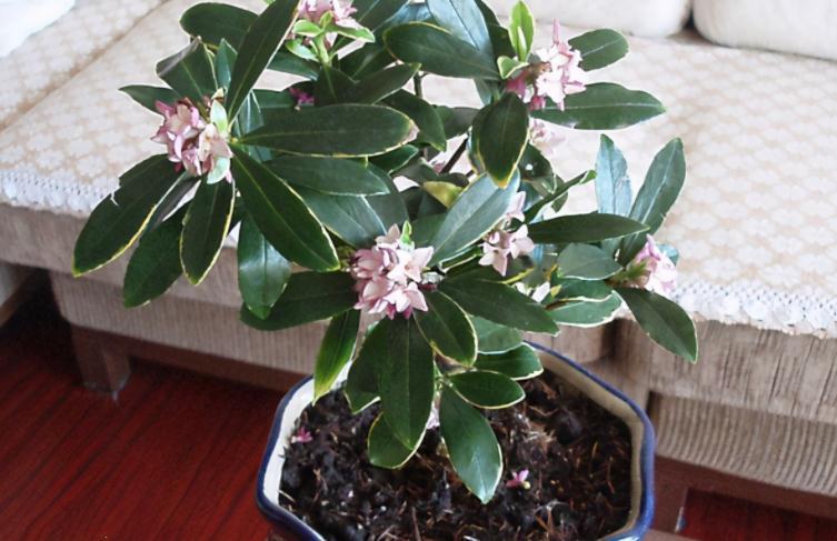 盆栽|这3种“香喷喷”的植物,值得居家盆栽,把控好细节长得旺